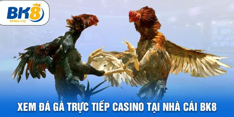 Xem đá gà trực tiếp casino tại nhà cái BK8